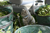  A8V5558 Cat in a car